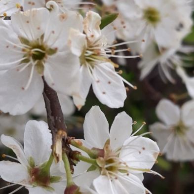 tsa_PhotoclubHomeLearning (1)